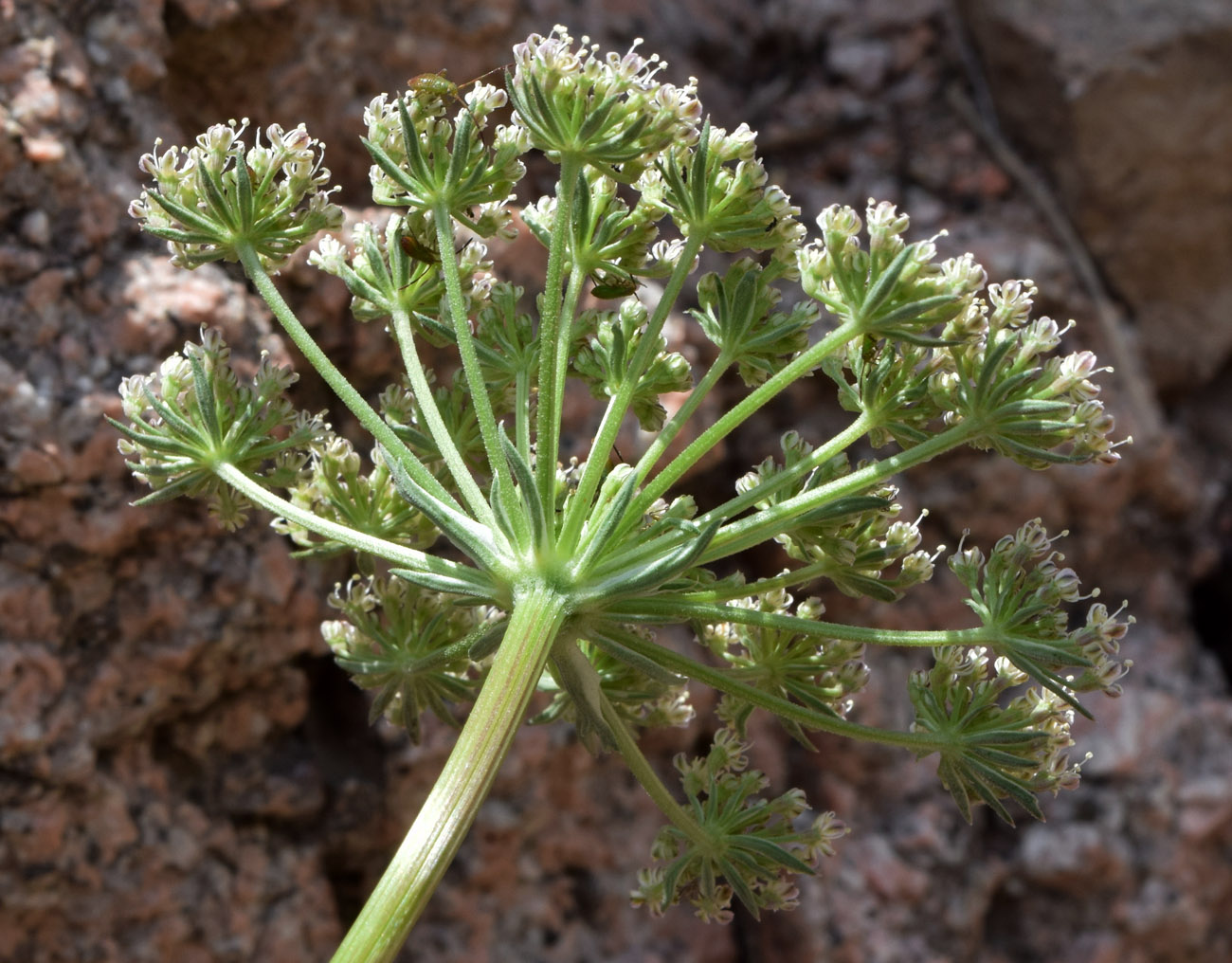 Image of Seseli calycinum specimen.