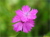 genus Dianthus