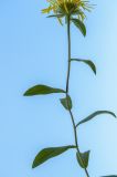 Inula hirta