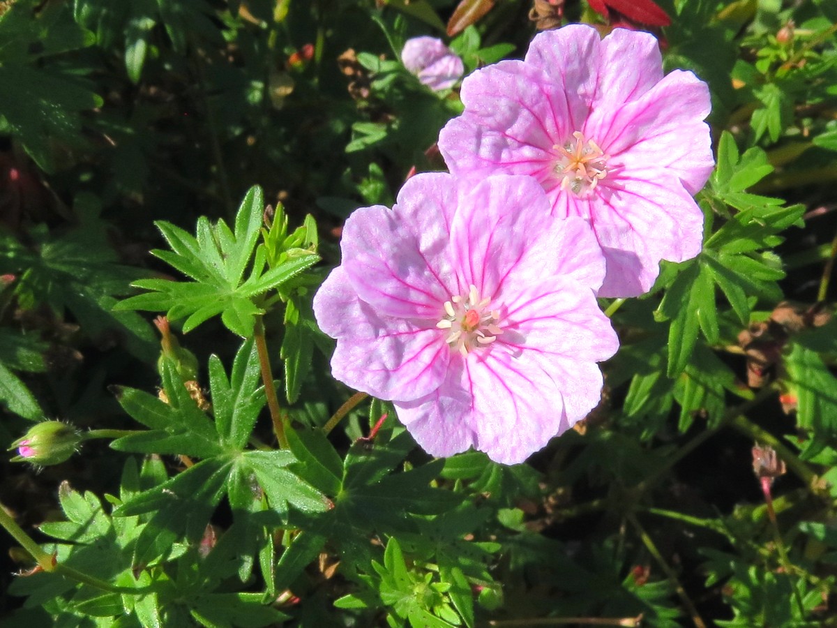 Изображение особи Geranium sanguineum.