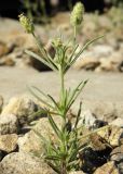 Plantago arenaria