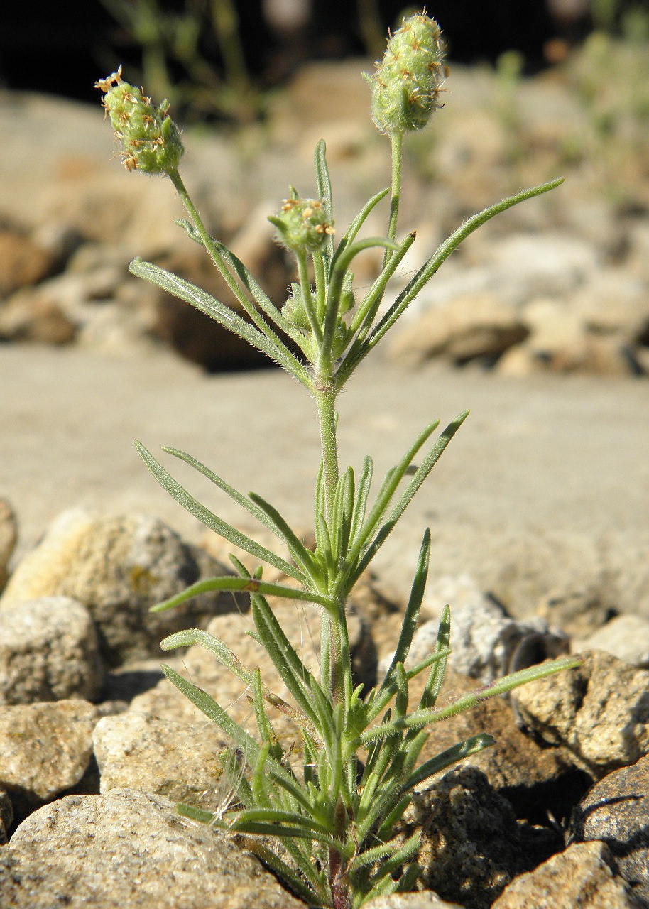 Изображение особи Plantago arenaria.