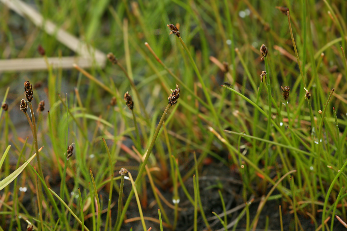 Изображение особи Eleocharis yokoscensis.