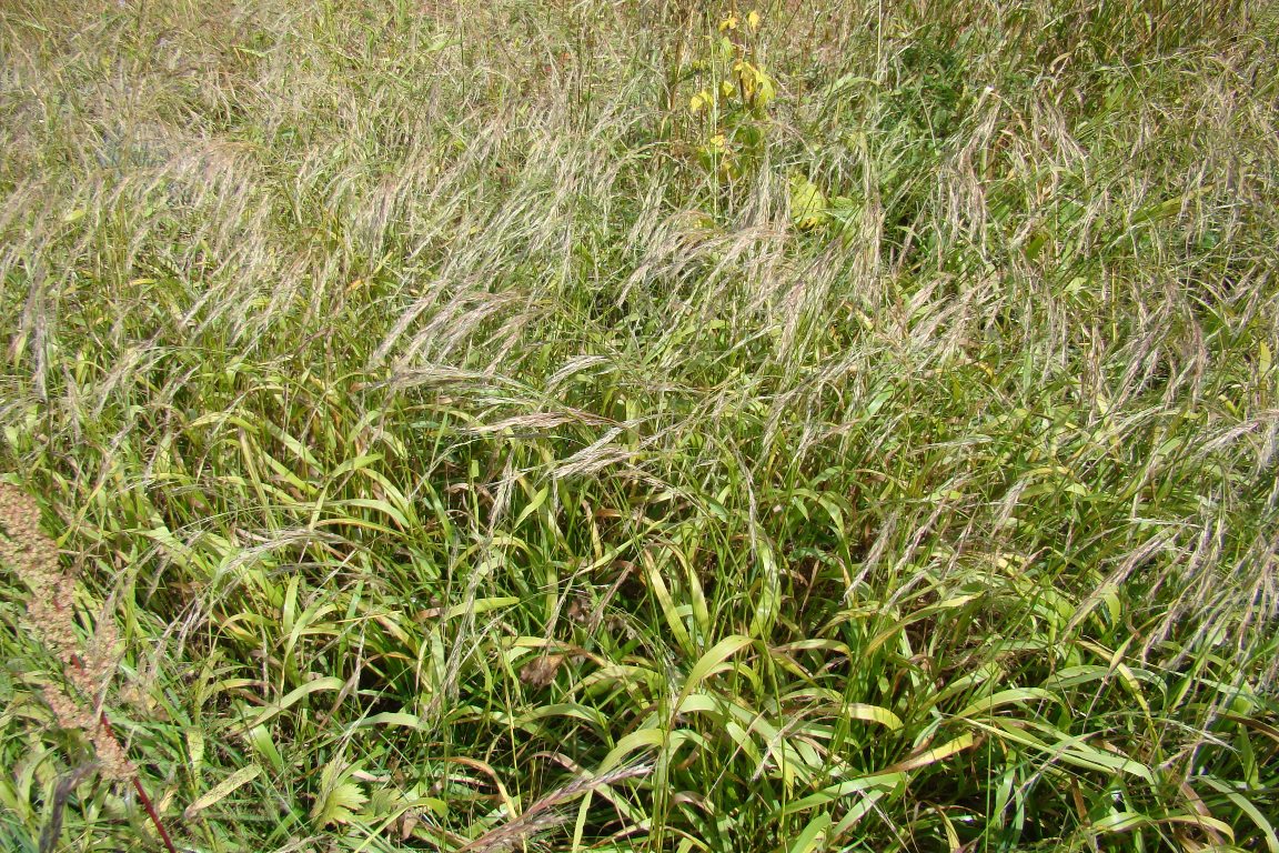 Image of Festuca gigantea specimen.