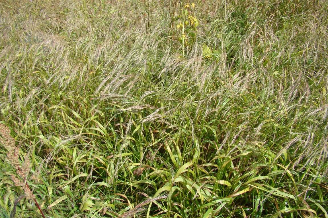 Изображение особи Festuca gigantea.