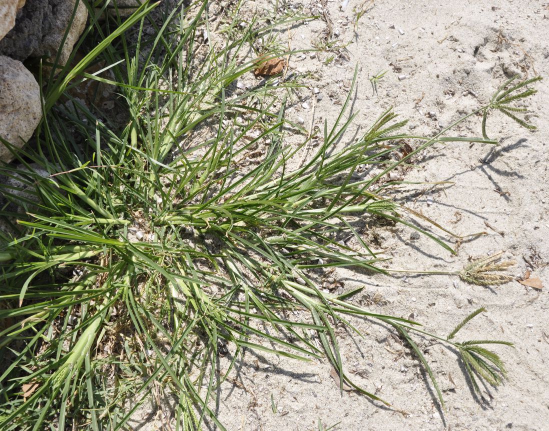 Image of Eleusine indica specimen.