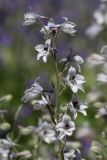 Delphinium oreophilum