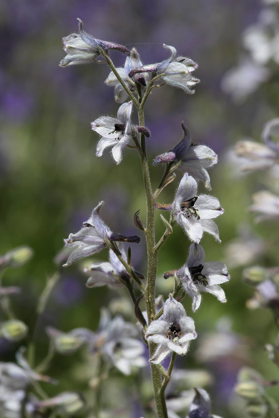 Image of Delphinium oreophilum specimen.