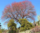 Erythrina abyssinica