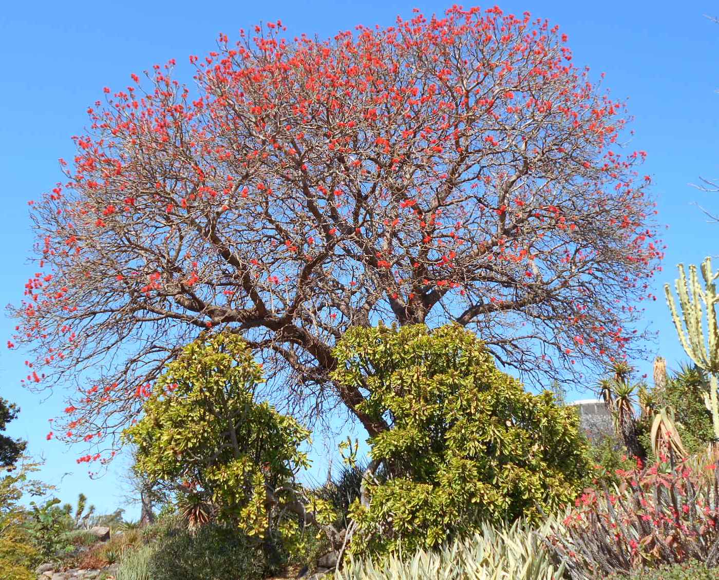 Image of Erythrina abyssinica specimen.