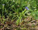 Gentiana aquatica