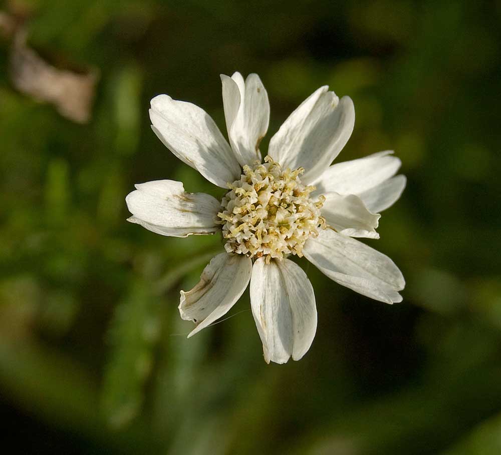 Изображение особи Achillea ptarmica.