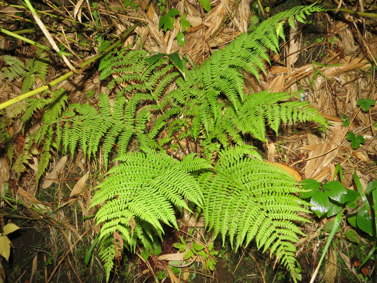 Изображение особи Athyrium monomachii.