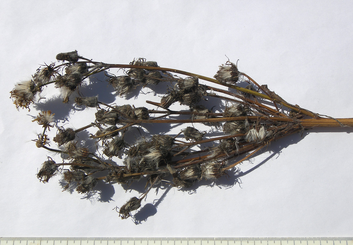 Image of Tephroseris cladobotrys specimen.
