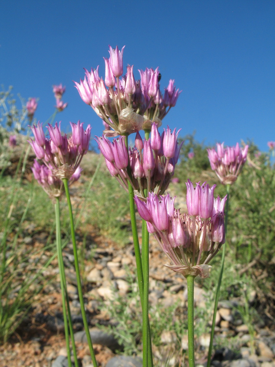 Изображение особи Allium inderiense.