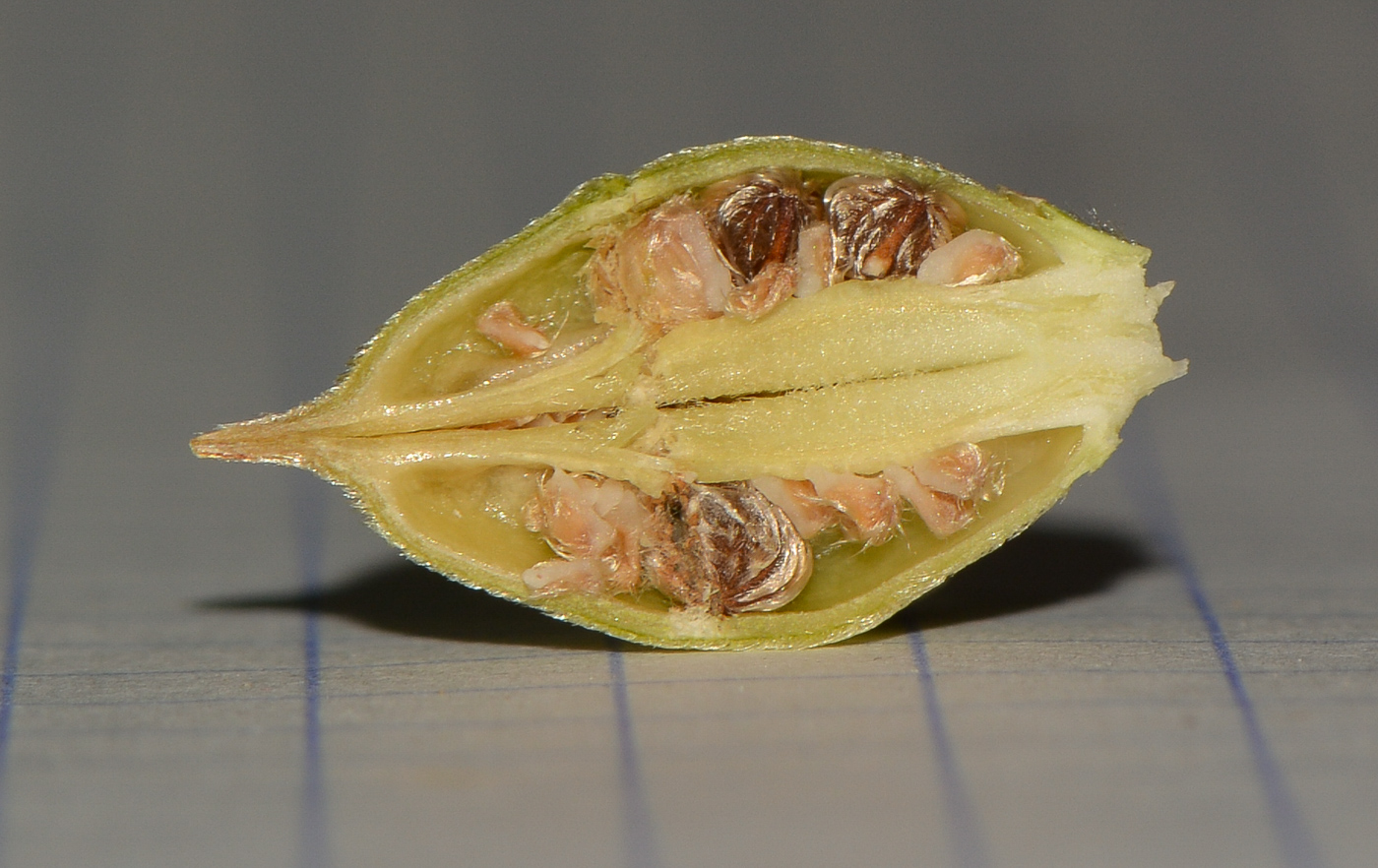 Изображение особи Alyogyne hakeifolia.