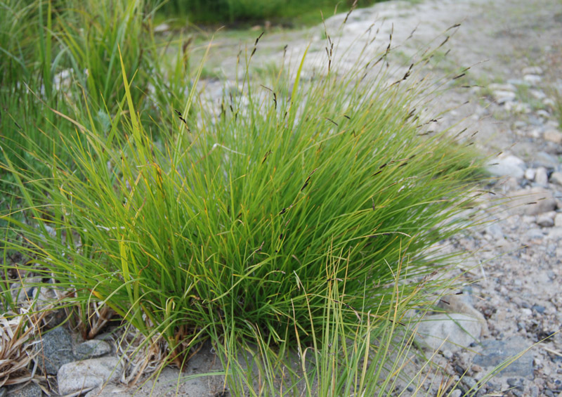 Image of genus Carex specimen.