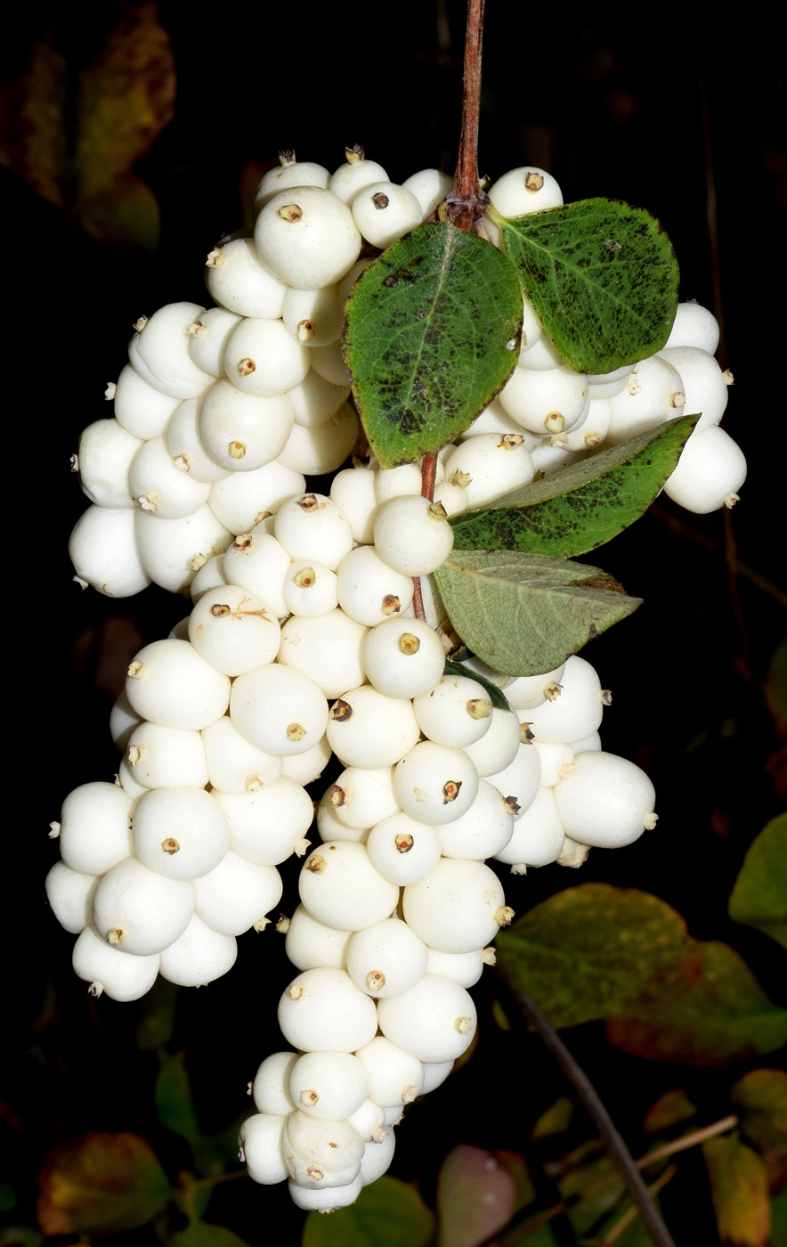 Изображение особи Symphoricarpos albus var. laevigatus.