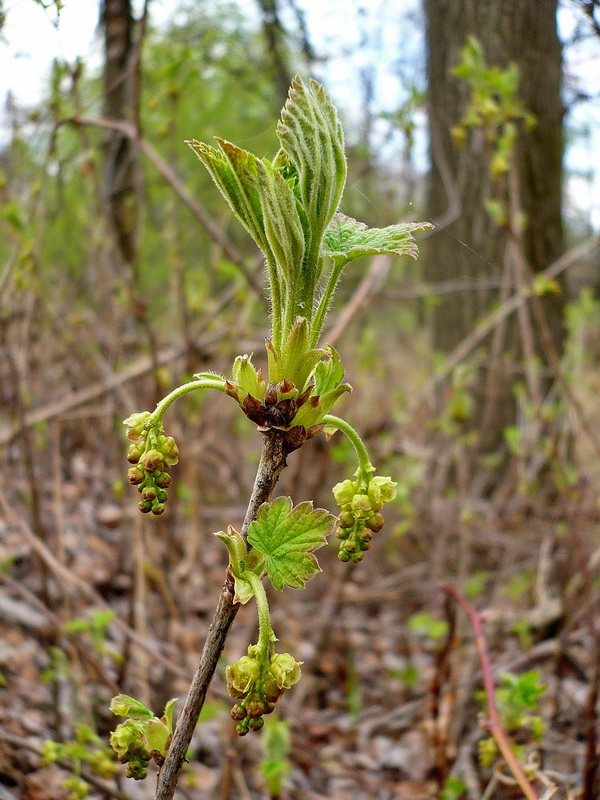 Изображение особи Ribes spicatum.