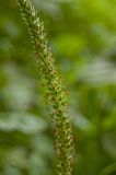 Plantago major