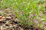 Polygala japonica. Цветущее растение. Приморский край, Уссурийский гор. округ, окр. с. Монакино, обочина лесной дороги. 04.06.2017.