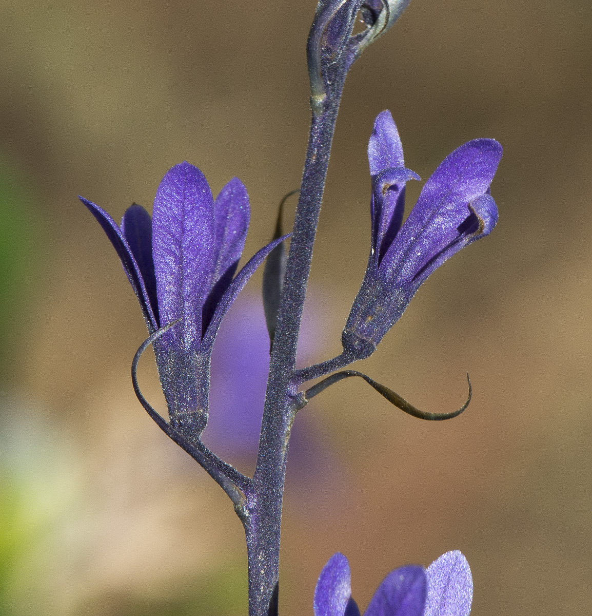 Image of Petrea volubilis specimen.