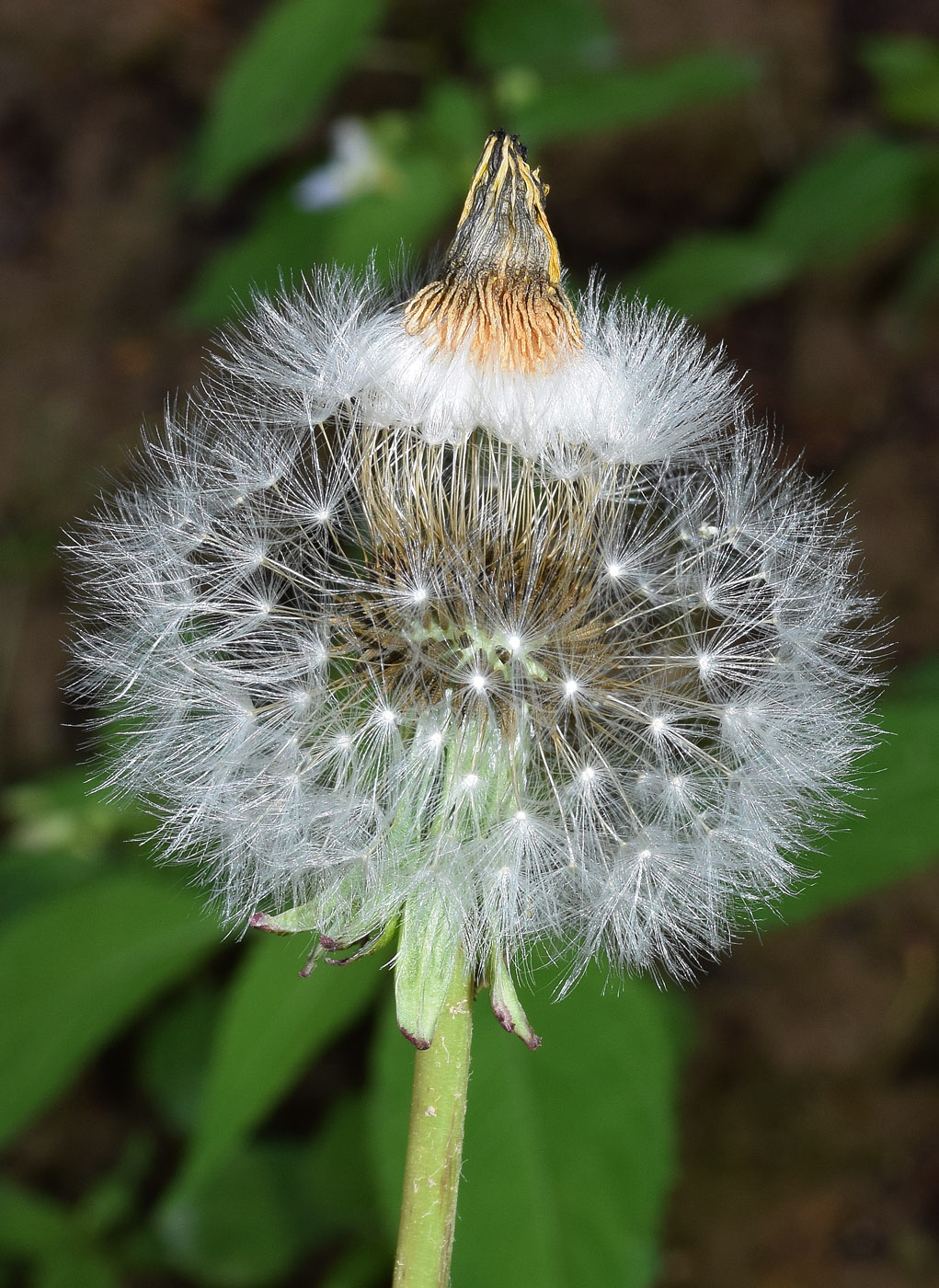 Изображение особи род Taraxacum.