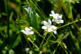 Cerastium pauciflorum