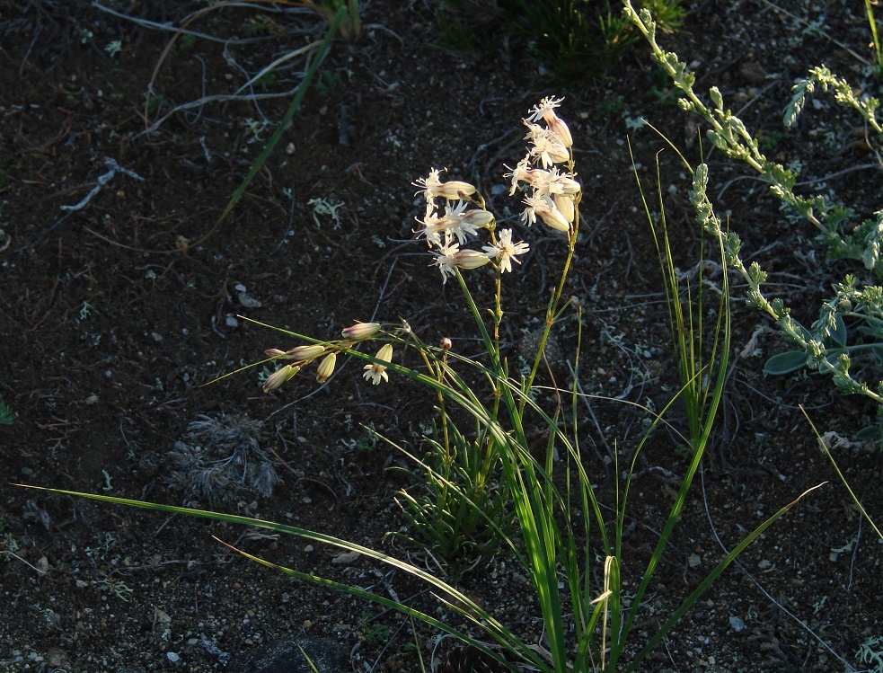 Image of Silene turczaninovii specimen.