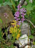 Polygala major. Цветущее растение. Адыгея, Фишт-Оштеновский массив, верховья р. Белая, ≈ 1600 м н.у.м., каменистый берег реки. 05.07.2017.