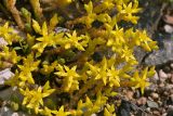Sedum acre. Цветущие побеги. Костромская обл., Судиславский р-н, окр. дер. Магово, насыпь ж.-д. 04.07.2017.