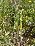 Echium plantagineum