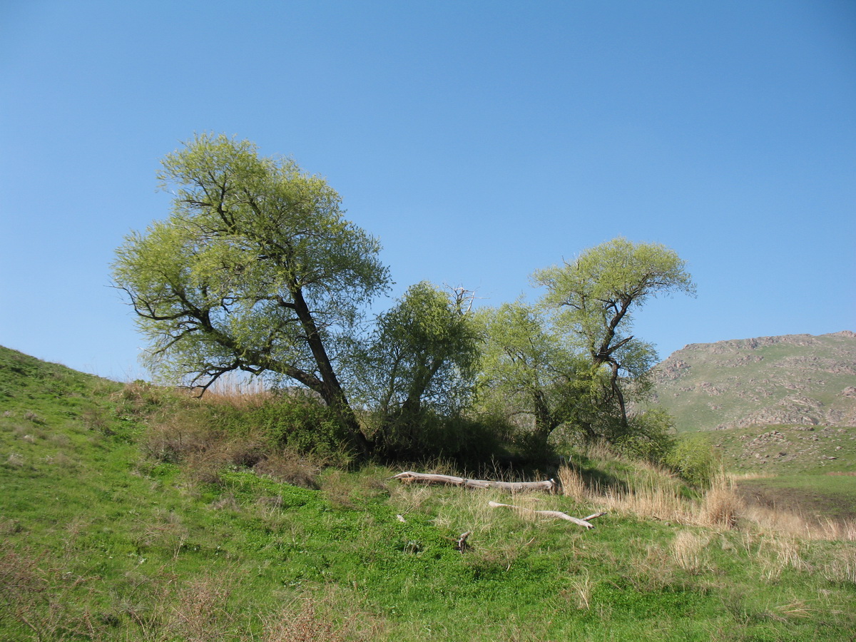 Image of Salix excelsa specimen.