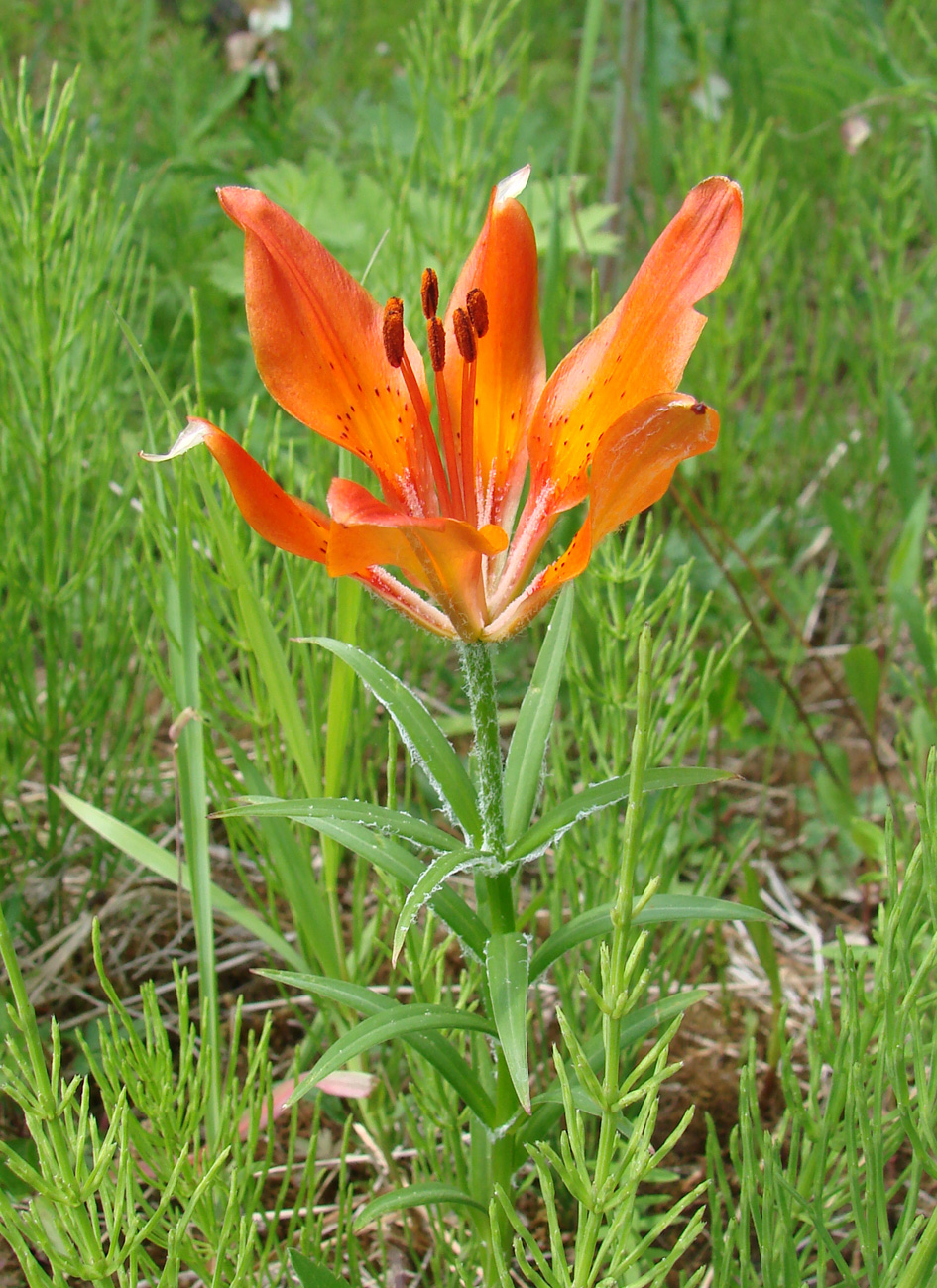 Изображение особи Lilium pensylvanicum.