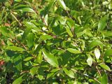 Salix pseudopentandra