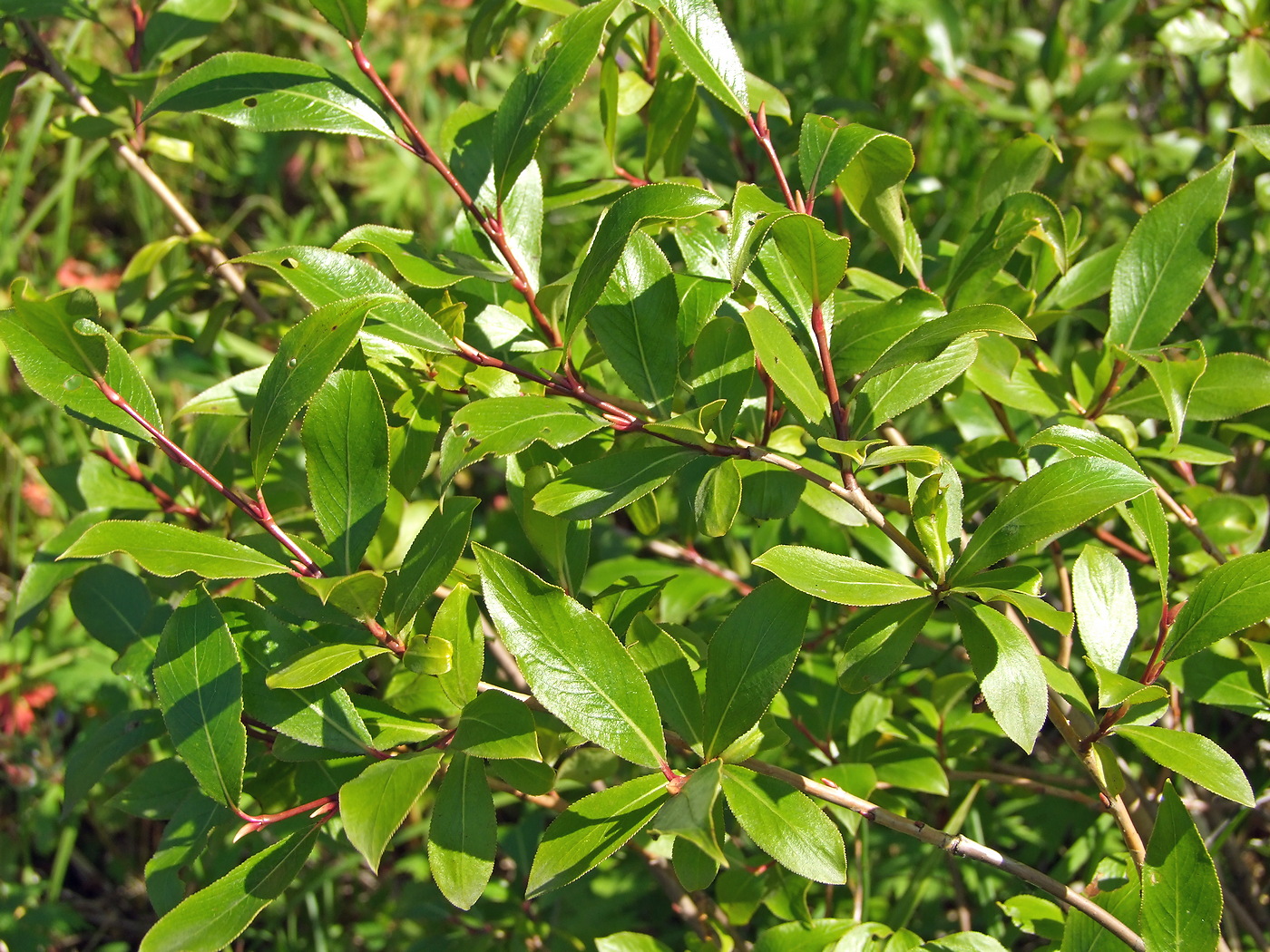 Image of Salix pseudopentandra specimen.