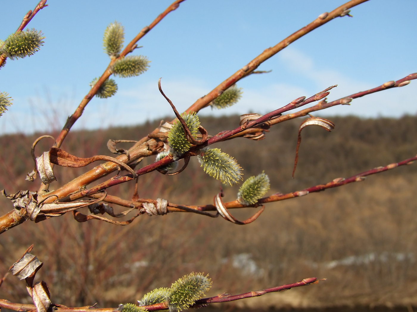 Image of Salix schwerinii specimen.