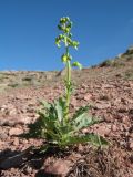 Scrophularia vvedenskyi. Цветущее растение. Южный Казахстан, Сырдарьинский Каратау, горы Улькунбурултау, ≈ 750 м н.у.м., каменистый склон южной экспозиции. 31 мая 2018 г.