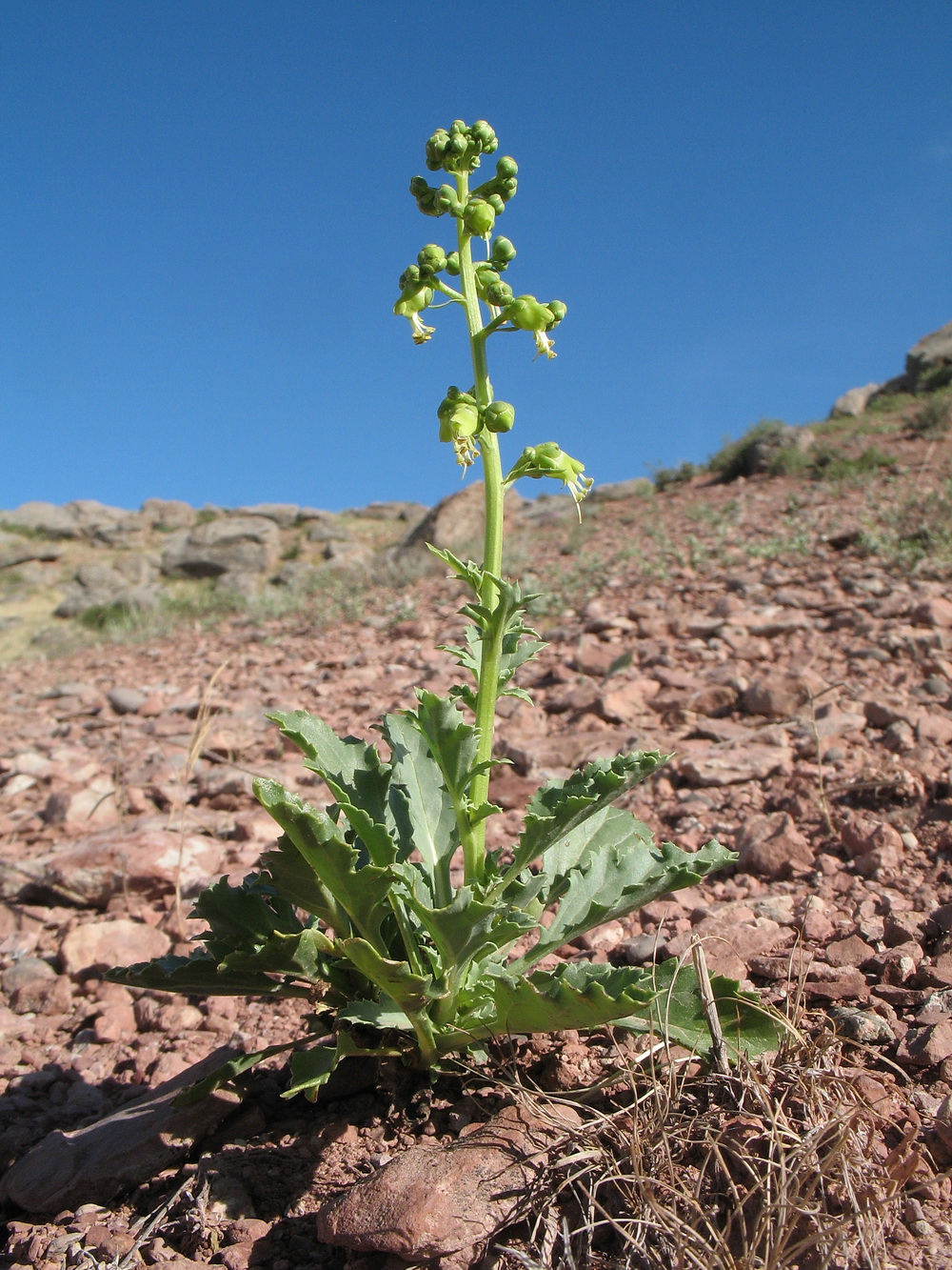 Изображение особи Scrophularia vvedenskyi.