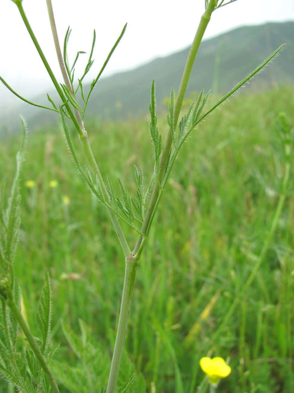 Изображение особи Chaerophyllum bulbosum.