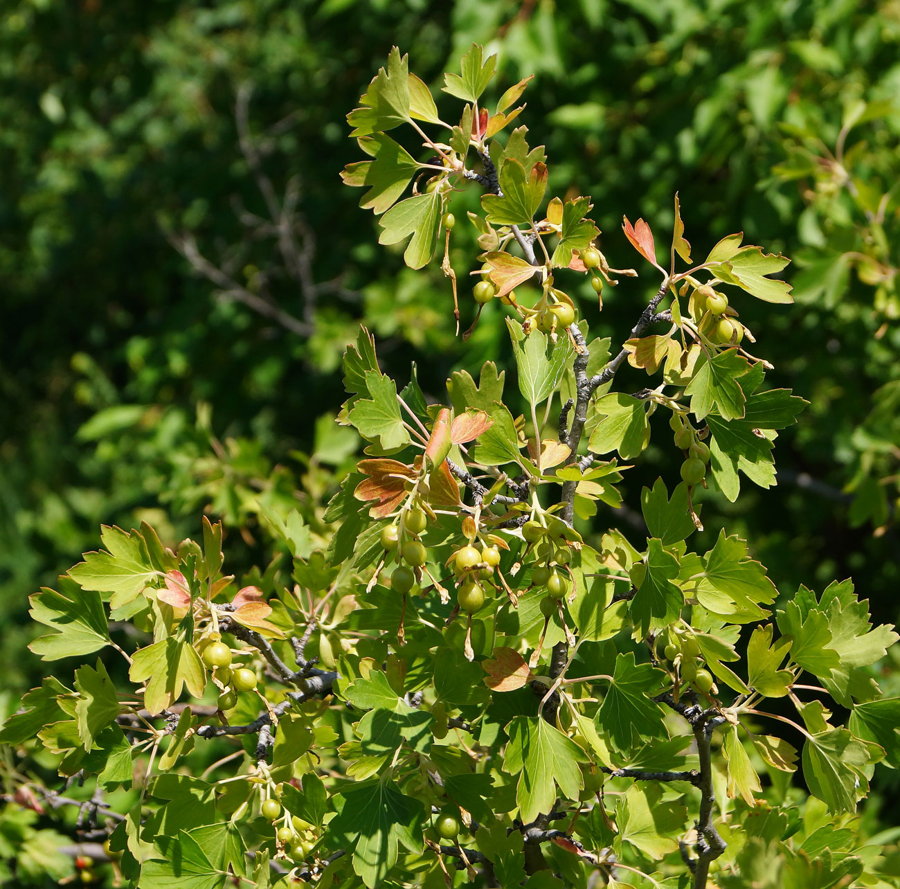 Изображение особи Ribes aureum.