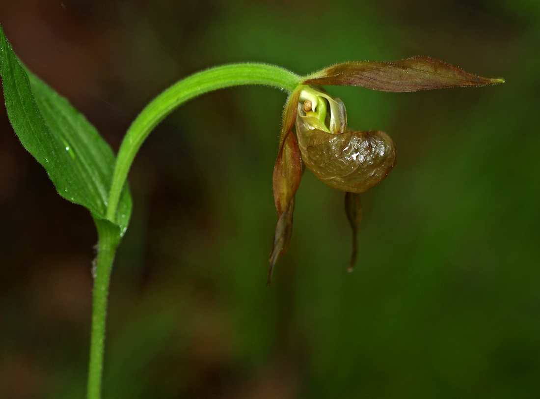 Image of Cypripedium shanxiense specimen.