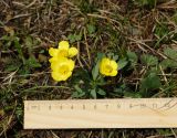 Ranunculus polyrhizos