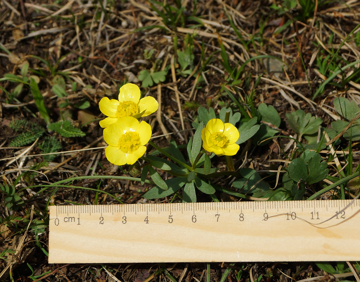 Изображение особи Ranunculus polyrhizos.