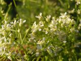 Cardaria draba