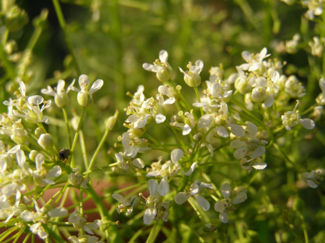 Image of Cardaria draba specimen.