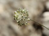 Allium marmoratum