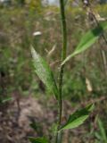 Erigeron annuus