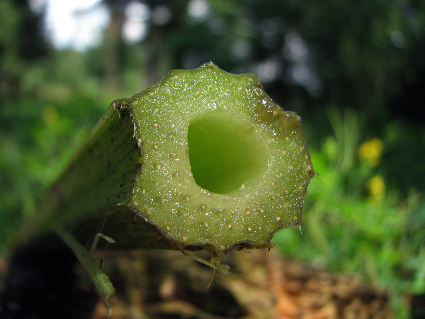 Image of Petasites hybridus specimen.