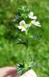 genus Euphrasia